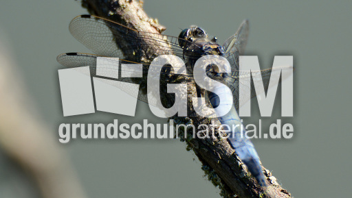 Blaugrüne Mosaikjungfer (7).jpg